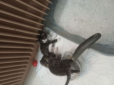 Waldkatzen/Hauskatzen Mix Kitten