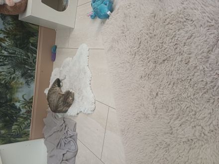 Waldkatzen/Hauskatzen Mix Kitten