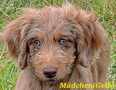 Bezaubernde Doodle Welpen (Goldendoodle × Leopard-Labrador) geimpft & bereit fürs neue Zuhause!