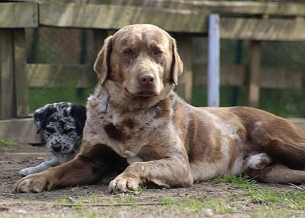 Bezaubernde Doodle Welpen (Goldendoodle × Leopard-Labrador) geimpft & bereit fürs neue Zuhause!