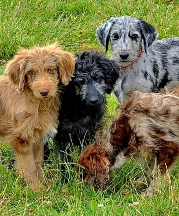 Bezaubernde Doodle Welpen (Goldendoodle × Leopard-Labrador) geimpft & bereit fürs neue Zuhause!