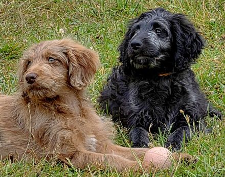 Bezaubernde Doodle Welpen (Goldendoodle × Leopard-Labrador) geimpft & bereit fürs neue Zuhause!