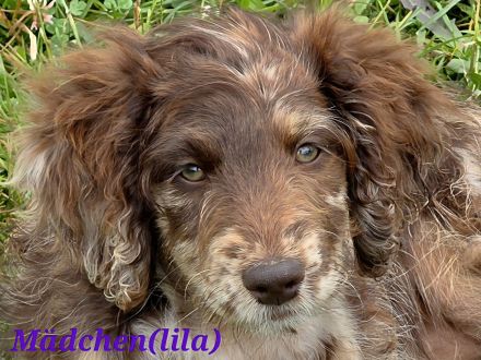 Bezaubernde Doodle Welpen (Goldendoodle × Leopard-Labrador) geimpft & bereit fürs neue Zuhause!