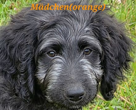 Bezaubernde Doodle Welpen (Goldendoodle × Leopard-Labrador) geimpft & bereit fürs neue Zuhause!
