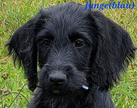 Bezaubernde Doodle Welpen (Goldendoodle × Leopard-Labrador) geimpft & bereit fürs neue Zuhause!