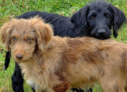 Bezaubernde Doodle Welpen (Goldendoodle × Leopard-Labrador) geimpft & bereit fürs neue Zuhause!