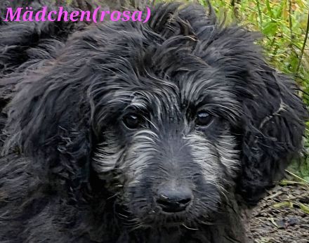 Bezaubernde Doodle Welpen (Goldendoodle × Leopard-Labrador) geimpft & bereit fürs neue Zuhause!