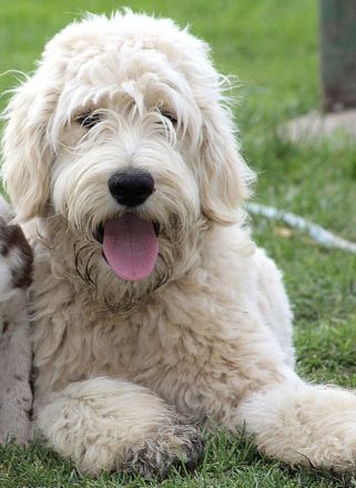 Bezaubernde Doodle Welpen (Goldendoodle × Leopard-Labrador) geimpft & bereit fürs neue Zuhause!