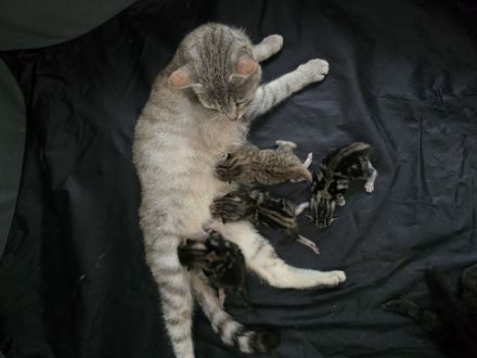 Babykatzen