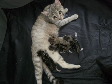 Babykatzen