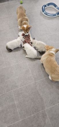 Corgi Welpen