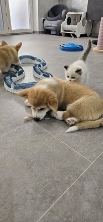 Corgi Welpen