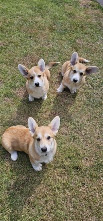Corgi Welpen