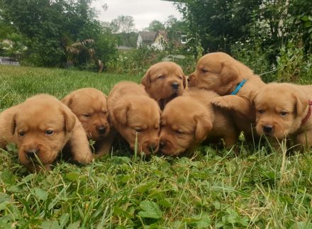 Labrador Welpen Foxred Familienzucht aus europäischen Spitzenzuchten
