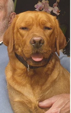 Labrador Welpen Foxred Familienzucht aus europäischen Spitzenzuchten