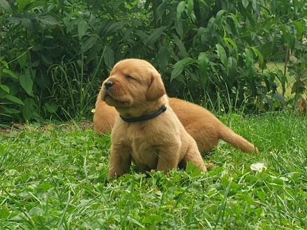 Labrador Welpen Foxred Familienzucht aus europäischen Spitzenzuchten