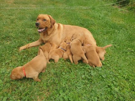Labrador Welpen Foxred Familienzucht aus europäischen Spitzenzuchten