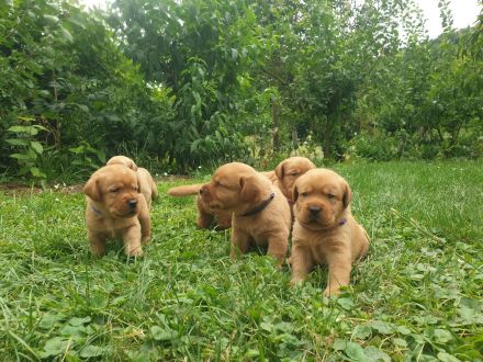 Labrador Welpen Foxred Familienzucht aus europäischen Spitzenzuchten