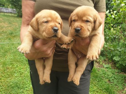 Labrador Welpen Foxred Familienzucht aus europäischen Spitzenzuchten