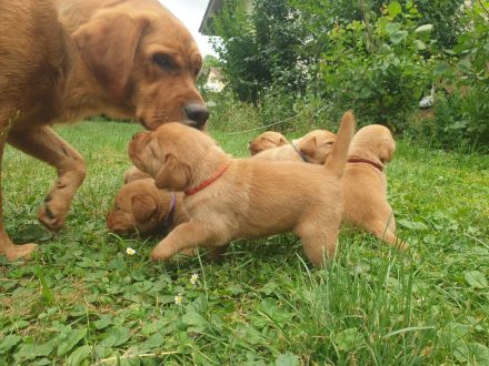 Labrador Welpen Foxred Familienzucht aus europäischen Spitzenzuchten