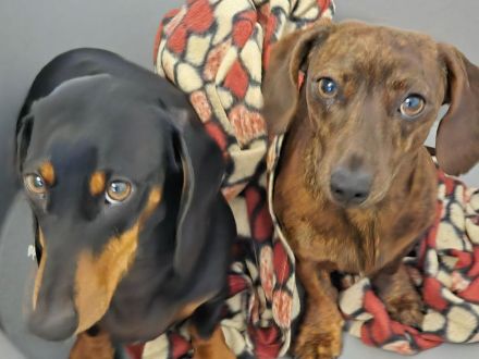 Tierpension Prebberede  Ländlich in der Nähe von Rostock