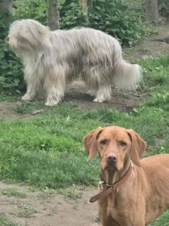 Tierpension Prebberede  Ländlich in der Nähe von Rostock