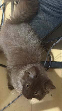🐾 Zwei bezaubernde BKH-Kätzchen suchen ein liebevolles Zuhause 🐾