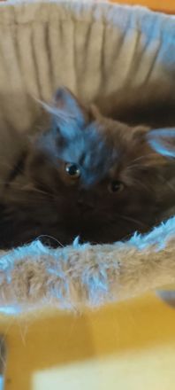 🐾 Zwei bezaubernde BKH-Kätzchen suchen ein liebevolles Zuhause 🐾