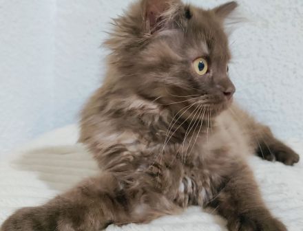 🐾 Zwei bezaubernde BKH-Kätzchen suchen ein liebevolles Zuhause 🐾