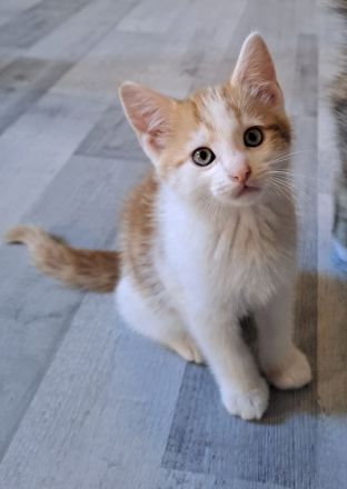 Katzenbabys