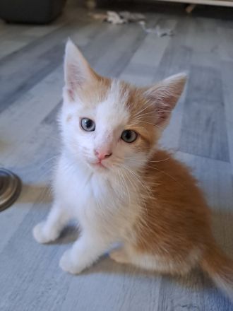Katzenbabys