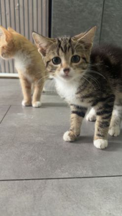 BKH Mix Kitten - 3 Monate alt - Abgabe in liebevolle Hände ❤️