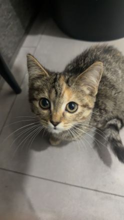 BKH Mix Kitten - 3 Monate alt - Abgabe in liebevolle Hände ❤️