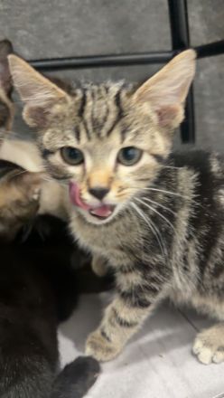 BKH Mix Kitten - 3 Monate alt - Abgabe in liebevolle Hände ❤️