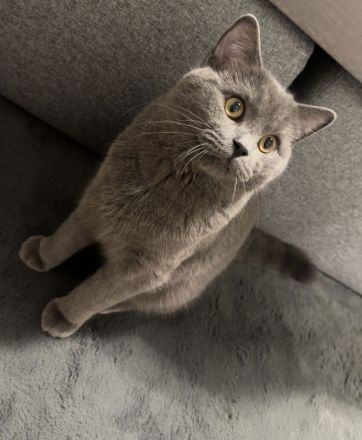 Kater Jango sucht neues Heim