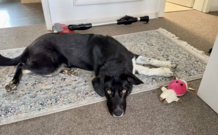 Jung, verspielt und voller Liebe: Gromit sucht liebevolles Zuhause!