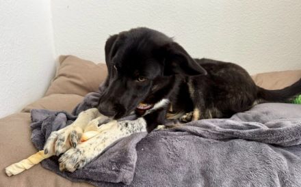 Jung, verspielt und voller Liebe: Gromit sucht liebevolles Zuhause!