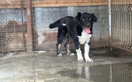 Jung, verspielt und voller Liebe: Gromit sucht liebevolles Zuhause!