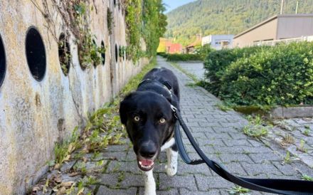 Jung, verspielt und voller Liebe: Gromit sucht liebevolles Zuhause!