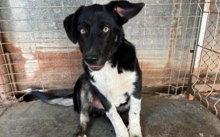 Jung, verspielt und voller Liebe: Gromit sucht liebevolles Zuhause!