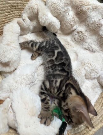 Zauberhafte Bengal kitten aus liebevoller Zucht