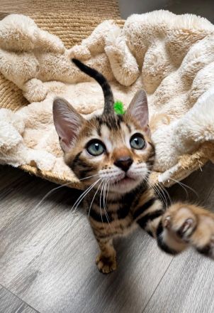 Zauberhafte Bengal kitten aus liebevoller Zucht