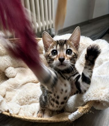 Zauberhafte Bengal kitten aus liebevoller Zucht