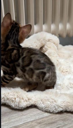 Zauberhafte Bengal kitten aus liebevoller Zucht