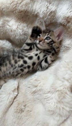 Zauberhafte Bengal kitten aus liebevoller Zucht