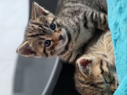 Zuckersüße Bengal-Mix Kitten suchen ihr Für-immer-Zuhause