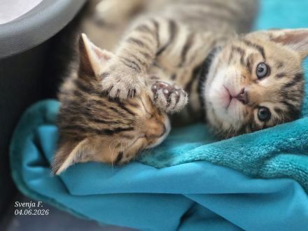 Zuckersüße Bengal-Mix Kitten suchen ihr Für-immer-Zuhause