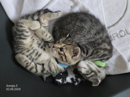 Zuckersüße Bengal-Mix Kitten suchen ihr Für-immer-Zuhause