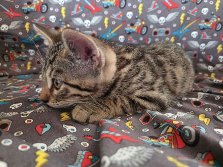 Zuckersüße Bengal-Mix Kitten suchen ihr Für-immer-Zuhause