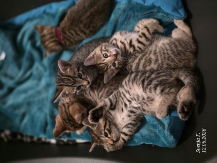 Zuckersüße Bengal-Mix Kitten suchen ihr Für-immer-Zuhause